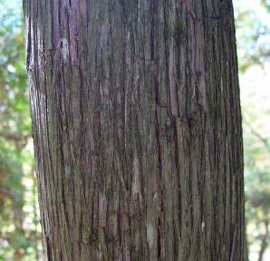 white-cedar-bark